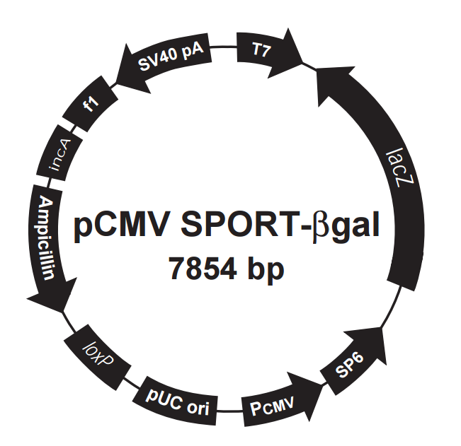pCMV-SPORT-βgal载体图谱